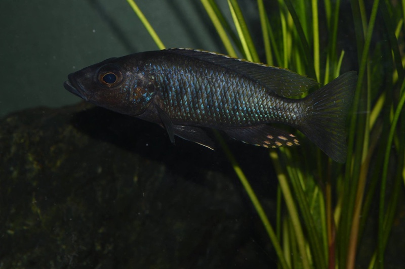Stigmatochromis melanchros